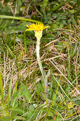 Tephroseris integrifolia integrifolia