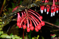 Psammisia chionantha