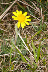 Tephroseris integrifolia integrifolia