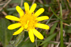 Tephroseris integrifolia integrifolia
