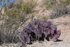 Opuntia azurea diplopurpurea
