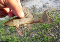Hypostomus commersoni