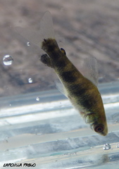 Megaleporinus obtusidens