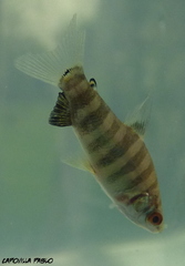 Megaleporinus obtusidens