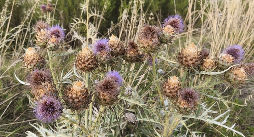 Artichoke Thistle