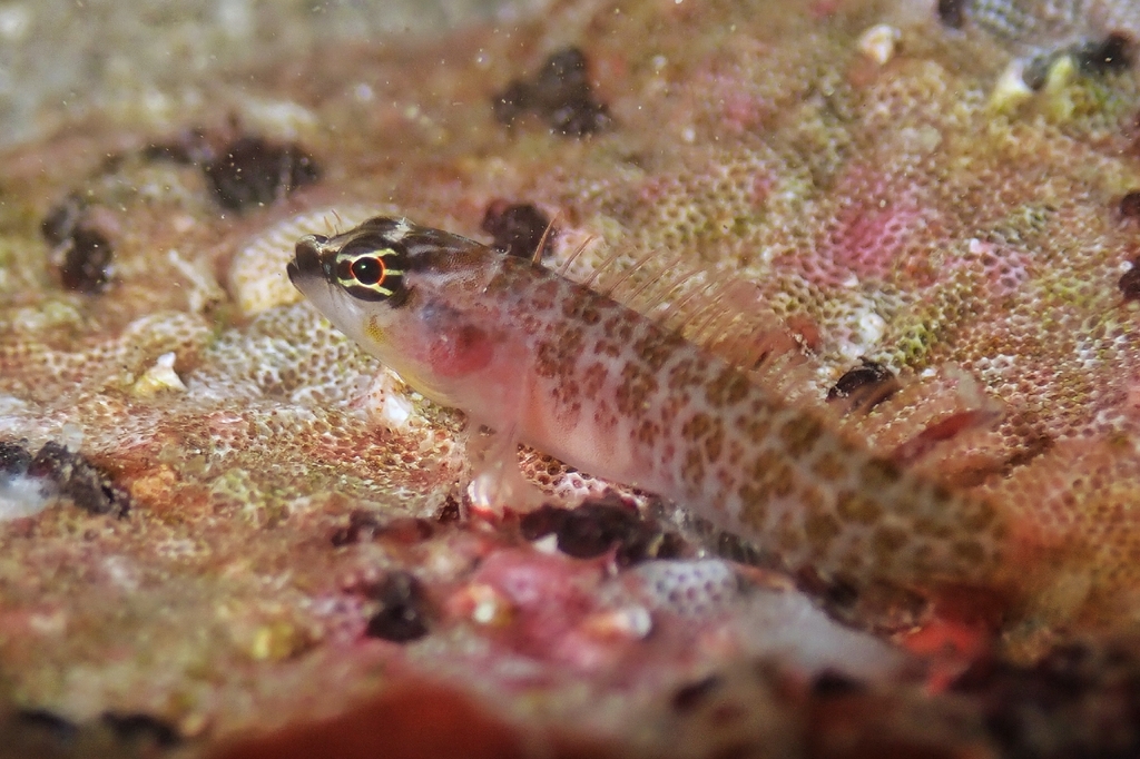 Phallic Blenny