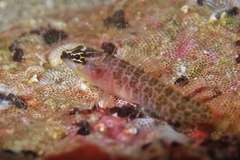 Phallic Blenny photo 1