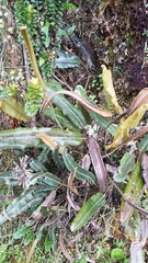 Elaphoglossum engelii