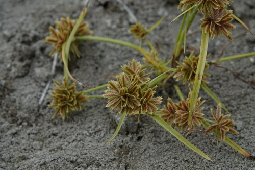 Cyperus pumilus observed 2025-12-18