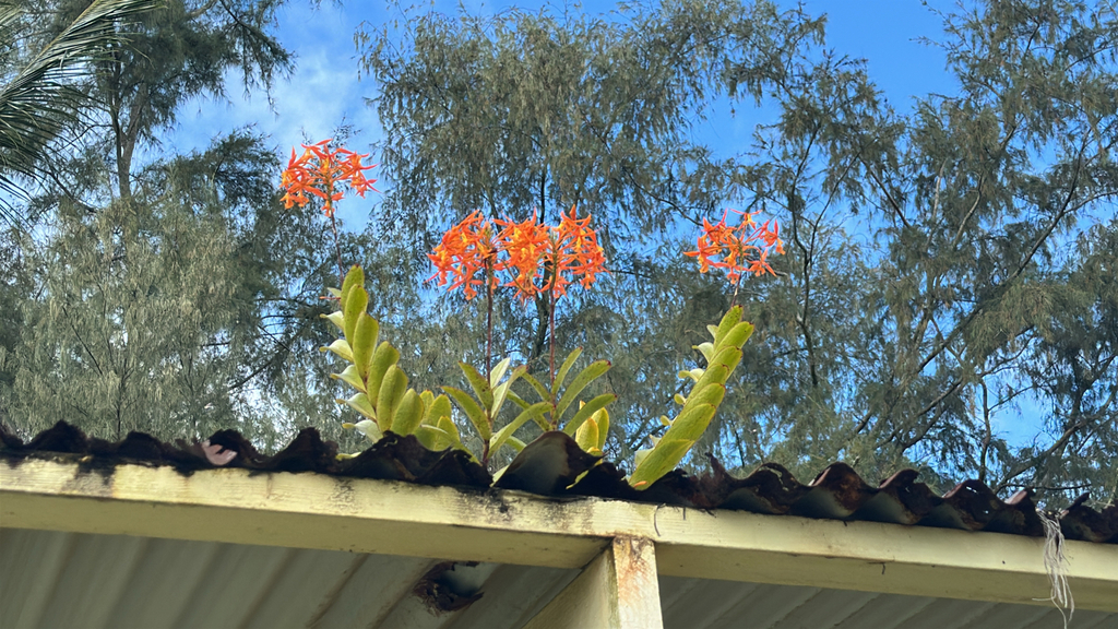 Epidendrum macrocarpum