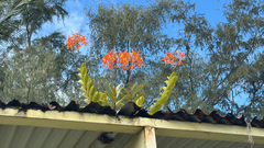 Epidendrum macrocarpum