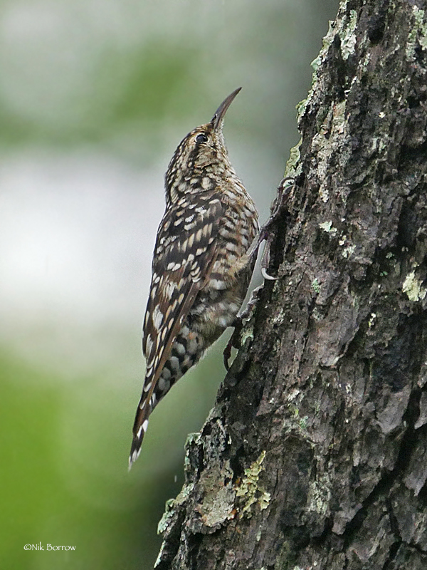 African Spotted Creeper