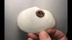 Rexithaerus secta