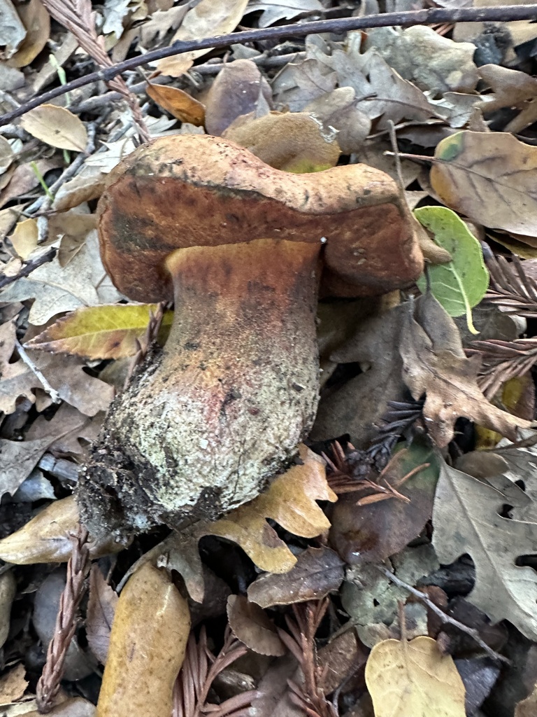 Suillellus amygdalinus · December 2025 · photo: © irinamitine (iNaturalist, cc-by)