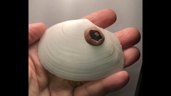 Rexithaerus secta