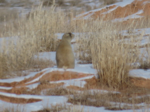 White-tailed Prairie Dog observed by bryanto