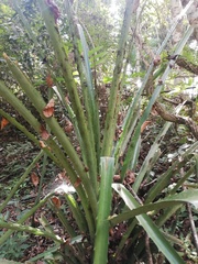 Bromelia karatas