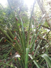 Bromelia karatas
