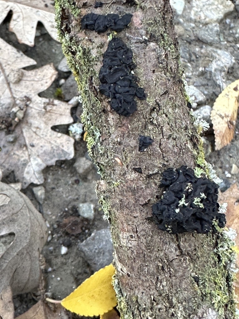 Exidia glandulosa · December 2025 · photo: © irinamitine (iNaturalist, cc-by)