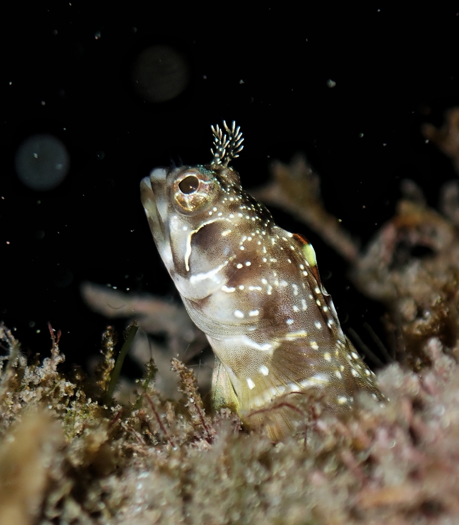 Reef-Sand Blenny
