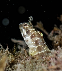 Reef-Sand Blenny photo 1