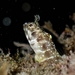 Eyebrow Barnacle Blenny