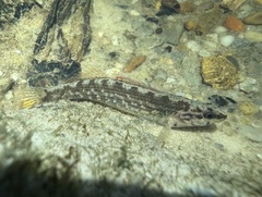 Gulf Darter photo 4