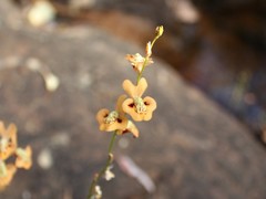 Utricularia fulva
