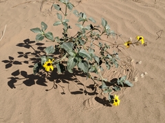 Helianthus niveus