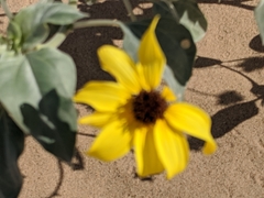 Helianthus niveus