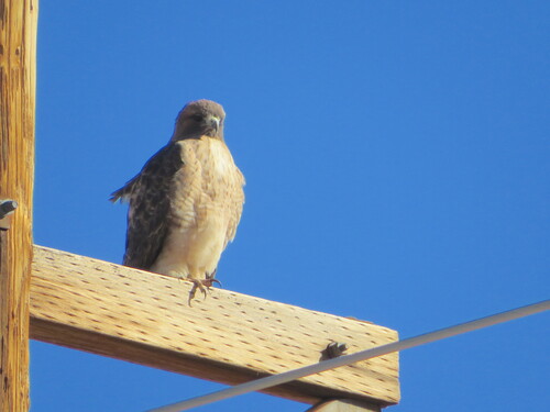 Red-tailed Hawk
