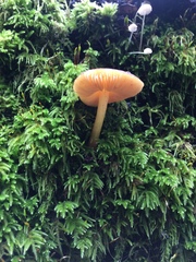 Pluteus romellii