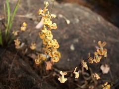 Utricularia fulva