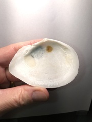 Rexithaerus secta