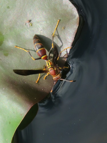 Bahamian Paper Wasp photo 2