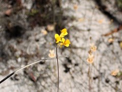 Utricularia odorata