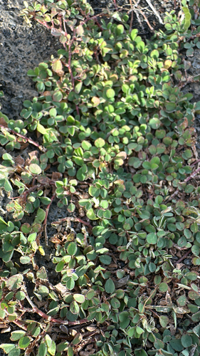 Grona triflora, 2025-12-25