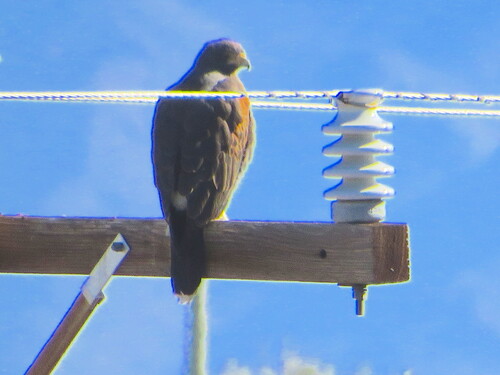 Harris's Hawk
