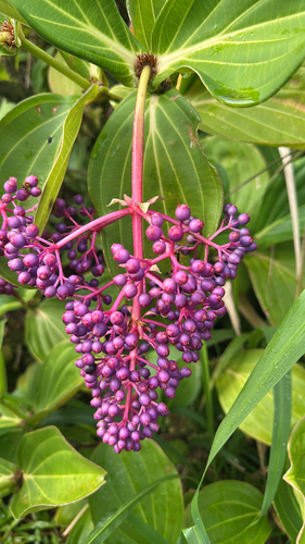 chandelier tree (Medinilla cumingii)