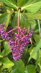 Chandelier Tree (Medinilla cumingii)