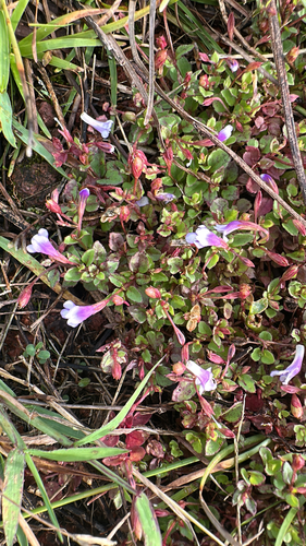 Torenia crustacea observed 2025-12-28