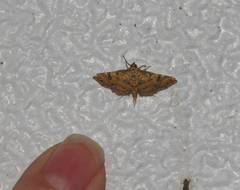 Ommatospila narcaeusalis