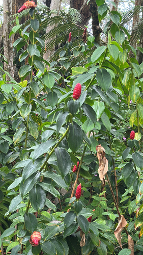 Costus woodsonii