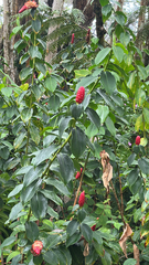 Costus woodsonii