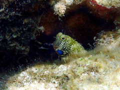 Salarias alboguttatus
