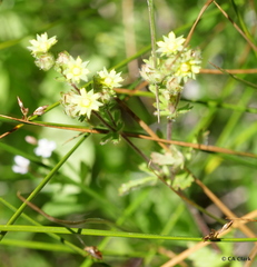 Potentilla biennis