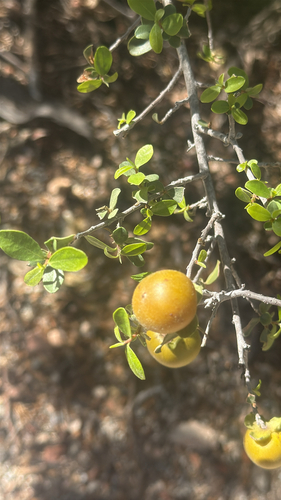 Cape Wild Persimmon (Diospyros intricata)