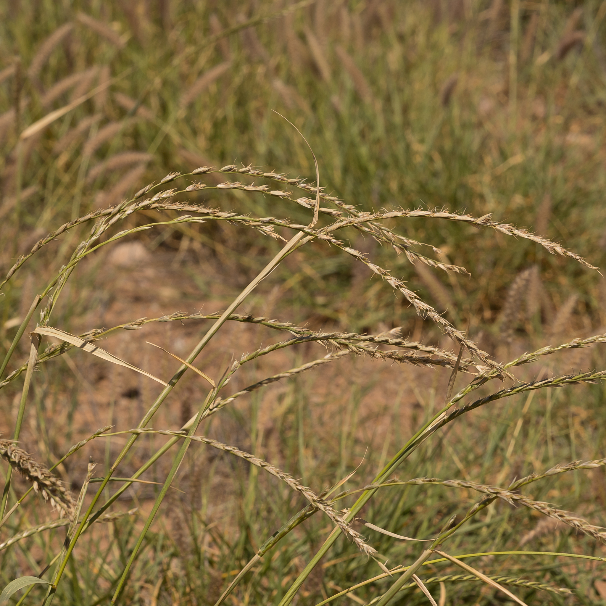 Astrebla lappacea