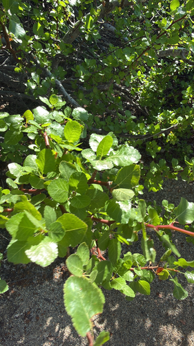 Bursera epinnata (Bursera epinnata)