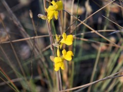 Utricularia odorata